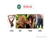 21.3 人类的起源与进化 课件 北师大版八年级下册生物