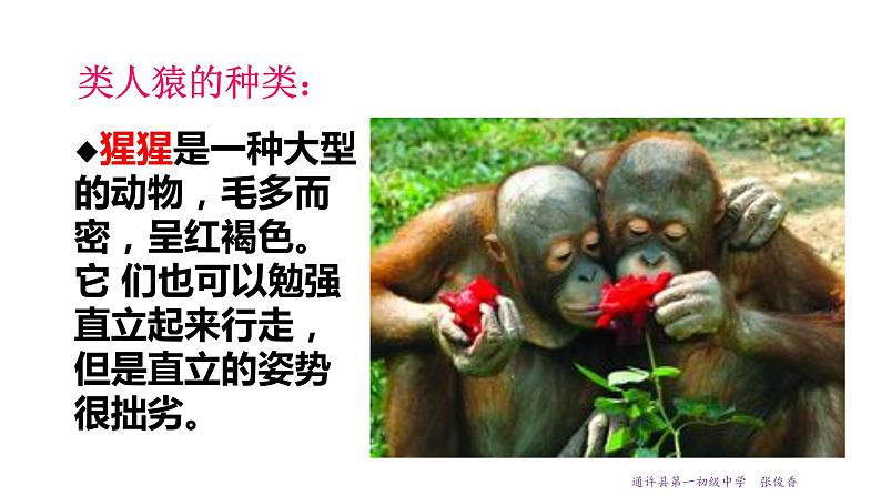 21.3 人类的起源与进化 课件 北师大版八年级下册生物07