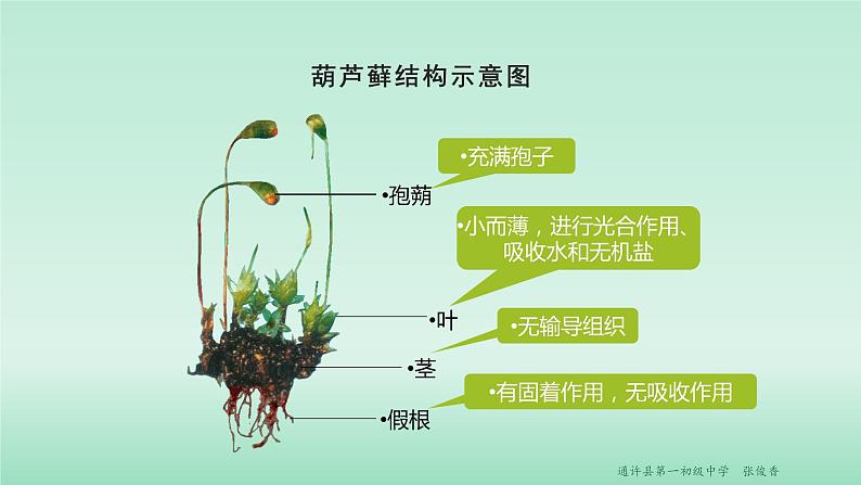 22.3 植物的主要类群 课时1 课件 北师大版八年级下册生物第7页