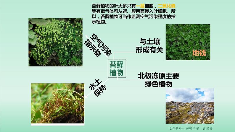 22.3 植物的主要类群 课时1 课件 北师大版八年级下册生物第8页