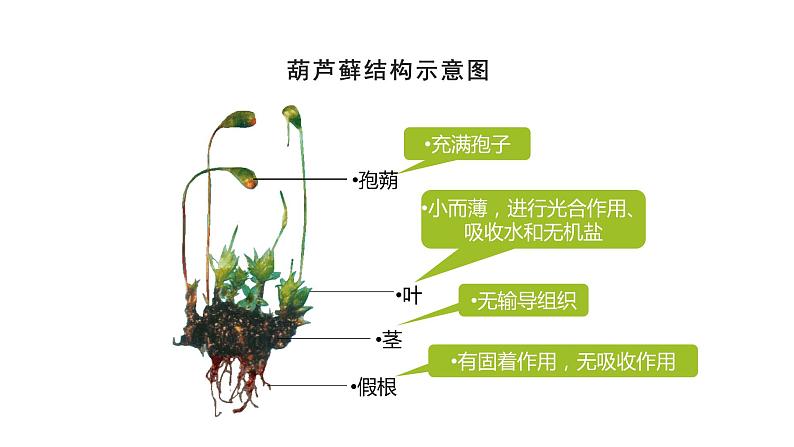 22.3 植物的主要类群课时1 课件 北师大版八年级下册生物07