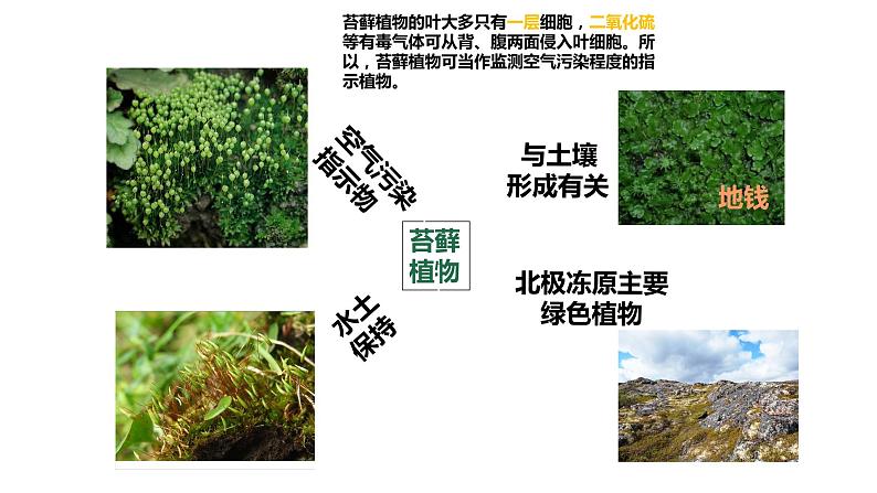 22.3 植物的主要类群课时1 课件 北师大版八年级下册生物08