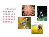 22.4 动物的主要类群课时1 课件 北师大版八年级下册生物