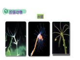22.4 动物的主要类群课时1 课件 北师大版八年级下册生物