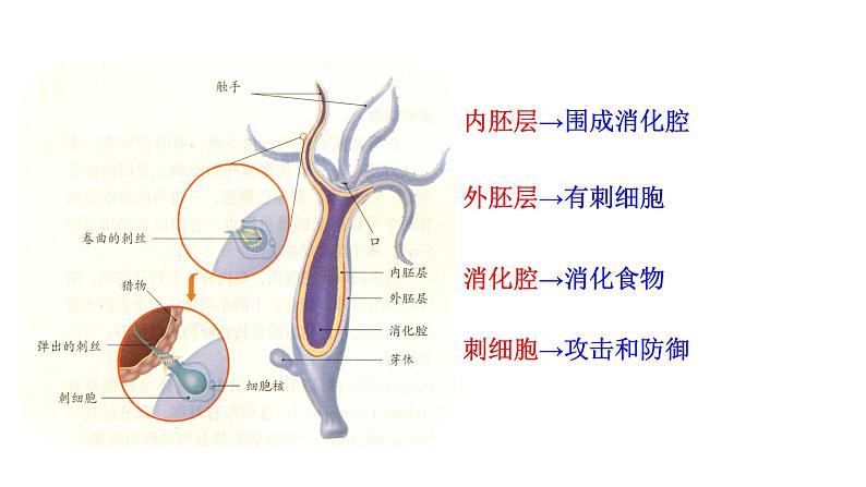 22.4 动物的主要类群课时1 课件 北师大版八年级下册生物08