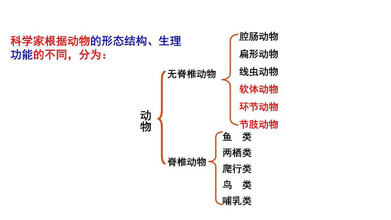 22.4 动物的主要类群课时2 课件 北师大版八年级下册生物02