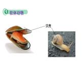 22.4 动物的主要类群课时2 课件 北师大版八年级下册生物