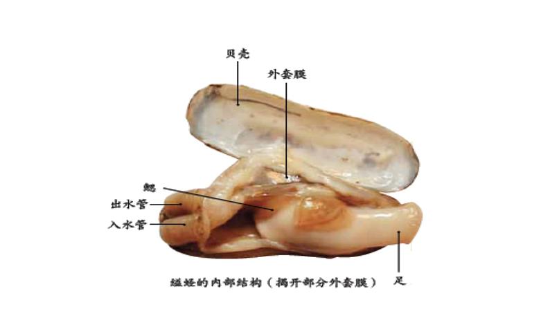 22.4 动物的主要类群课时2 课件 北师大版八年级下册生物04