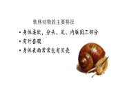 22.4 动物的主要类群课时2 课件 北师大版八年级下册生物