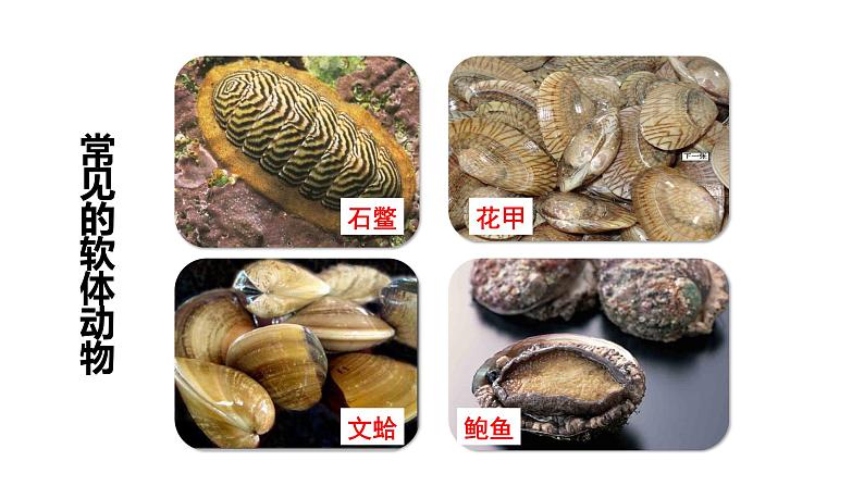 22.4 动物的主要类群课时2 课件 北师大版八年级下册生物08