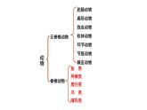 22.4 动物的主要类群课时3 课件 北师大版八年级下册生物