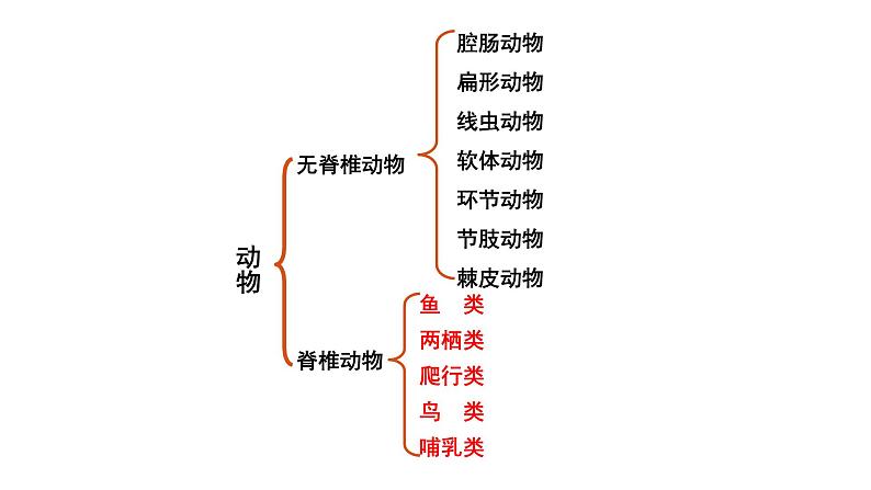 22.4 动物的主要类群课时3 课件 北师大版八年级下册生物02