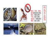 22.4 动物的主要类群课时3 课件 北师大版八年级下册生物