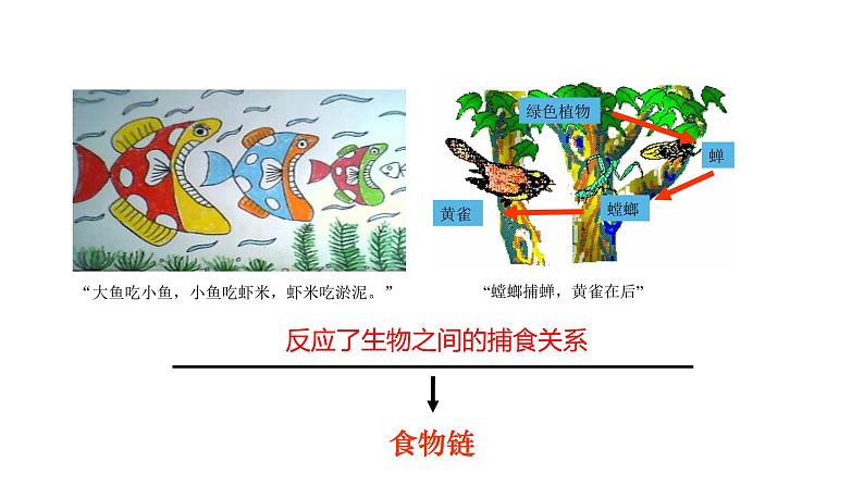 23.3 生态系统的结构和功能 课件 北师大版八年级下册生物06