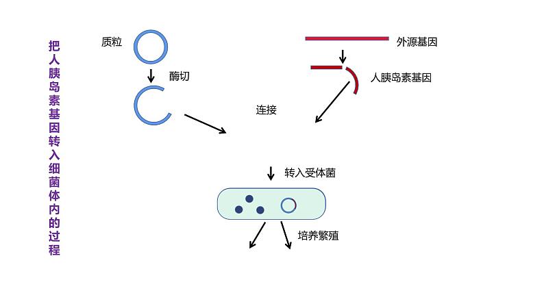 25.2 现代生物技术 课件 北师大版八年级下册生物第7页