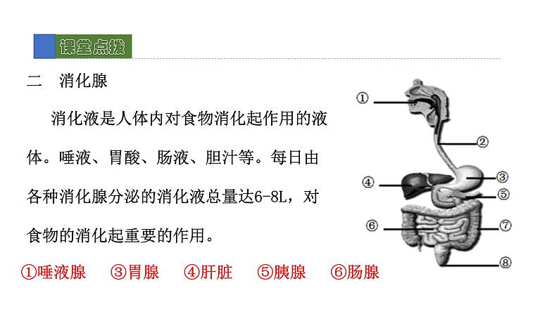 8.2 食物的消化和营养物质的吸收 第1课时 课件 北师大版七年级生物下册第7页