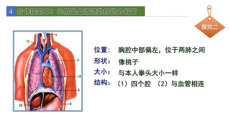 9.2血液循环2 课件 北师大版七年级生物下册04