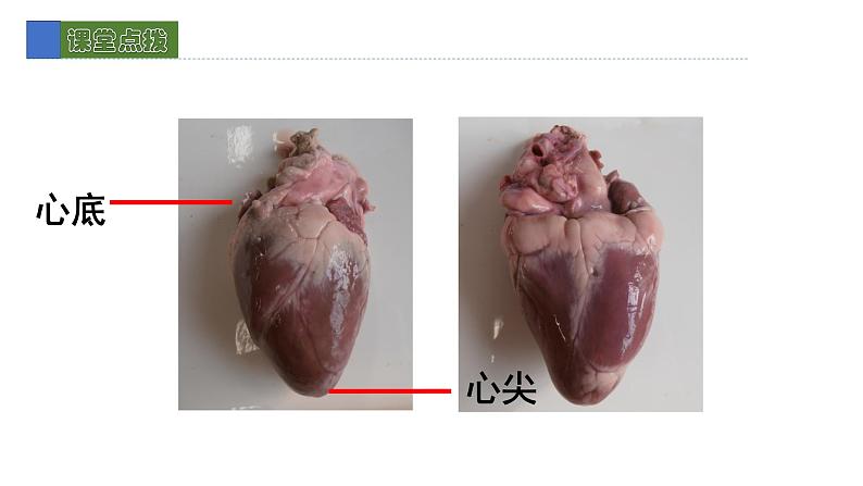 9.2血液循环2 课件 北师大版七年级生物下册05