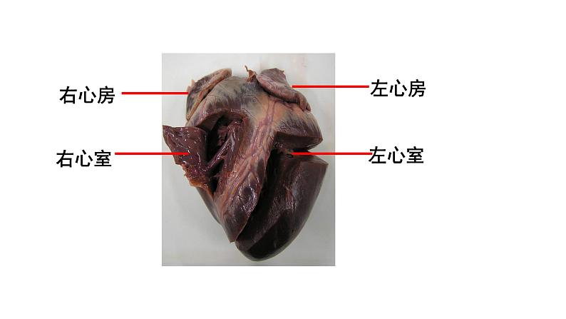 9.2血液循环2 课件 北师大版七年级生物下册06