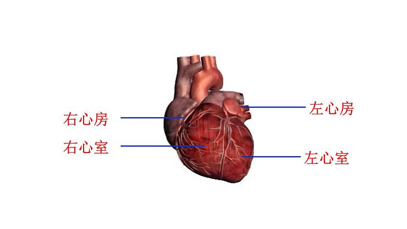 9.2血液循环2 课件 北师大版七年级生物下册07