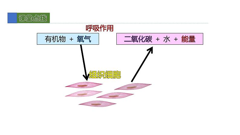 10.2人体细胞获得氧气的过程1 课件 北师大版七年级生物下册第6页