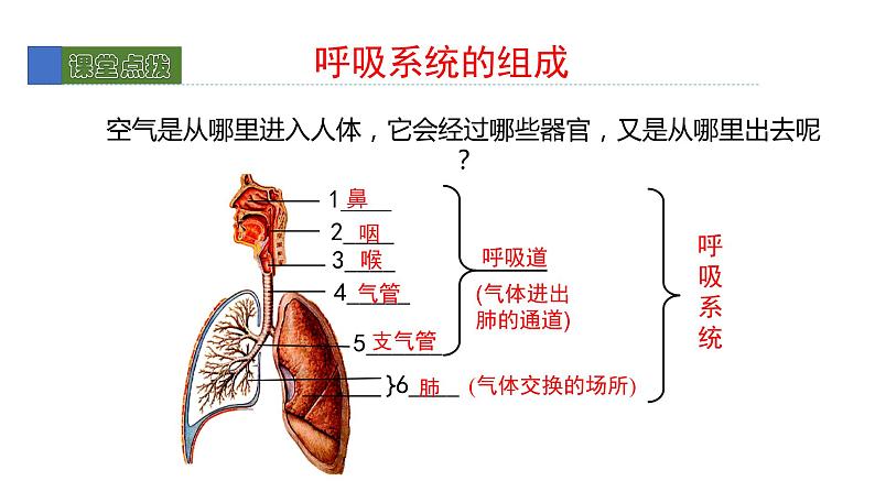 10.2人体细胞获得氧气的过程1 课件 北师大版七年级生物下册第7页