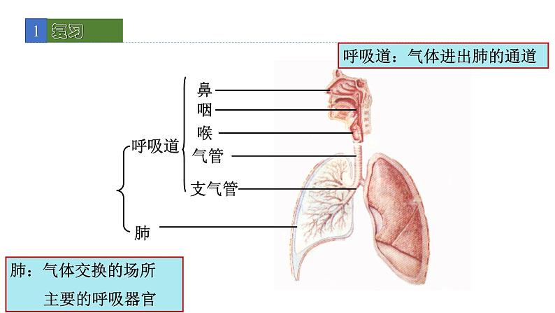 10.2人体细胞获得氧气的过程2 课件 北师大版七年级生物下册02