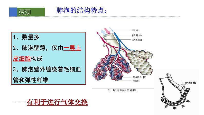 10.2人体细胞获得氧气的过程2 课件 北师大版七年级生物下册03