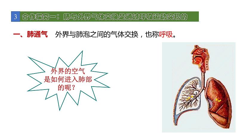 10.2人体细胞获得氧气的过程2 课件 北师大版七年级生物下册05