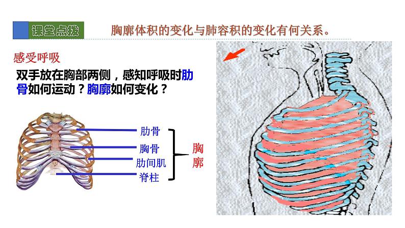 10.2人体细胞获得氧气的过程2 课件 北师大版七年级生物下册06