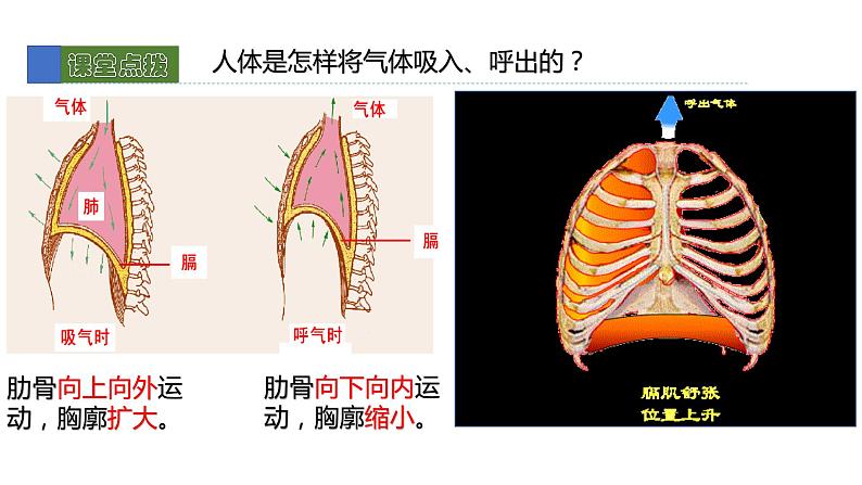 10.2人体细胞获得氧气的过程2 课件 北师大版七年级生物下册07