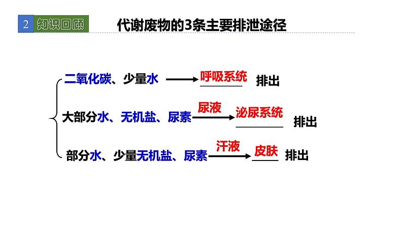 11.3皮肤与汗液分泌 课件 北师大版七年级生物下册03