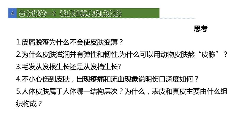 11.3皮肤与汗液分泌 课件 北师大版七年级生物下册05