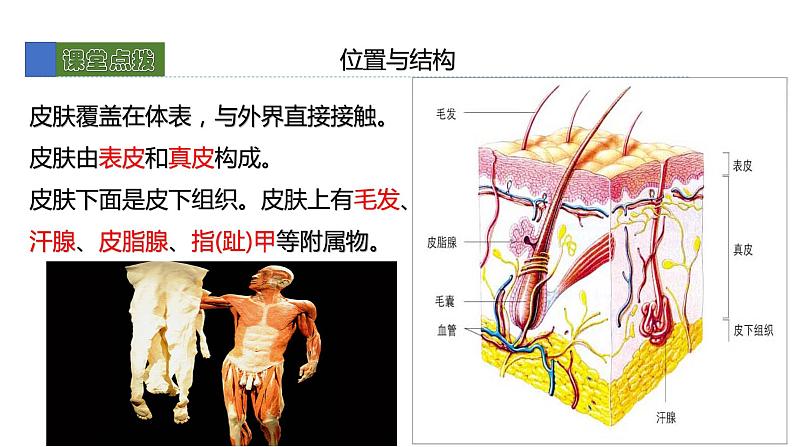 11.3皮肤与汗液分泌 课件 北师大版七年级生物下册06