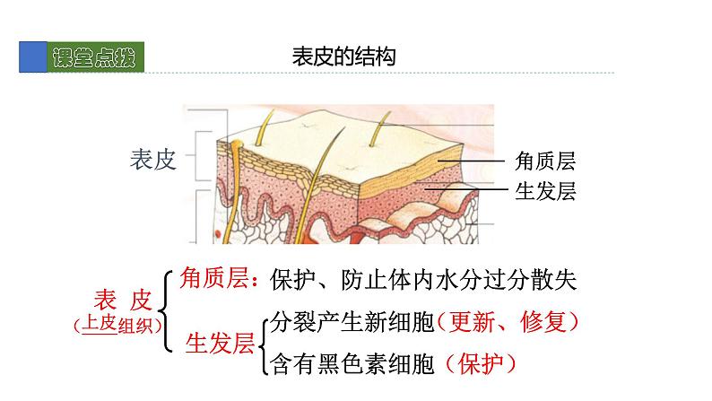 11.3皮肤与汗液分泌 课件 北师大版七年级生物下册07