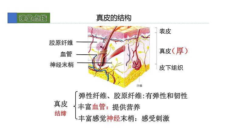 11.3皮肤与汗液分泌 课件 北师大版七年级生物下册08