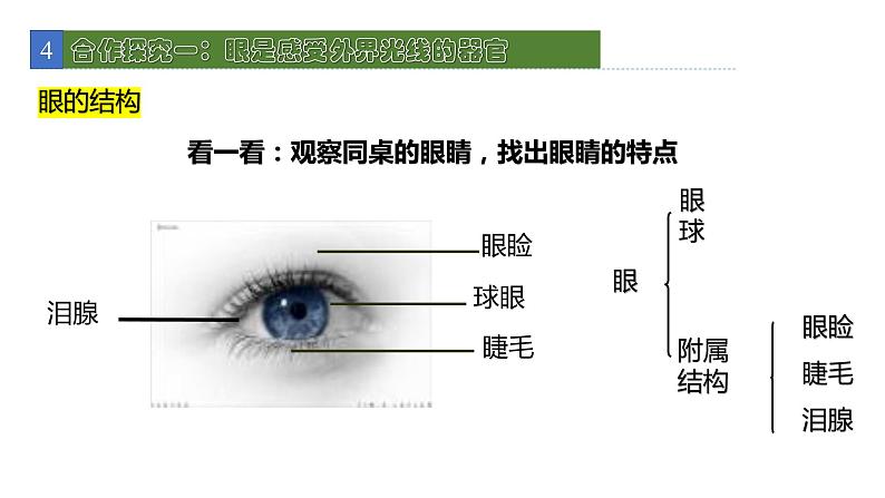 12.2感受器和感觉器官1 课件 北师大版七年级生物下册04