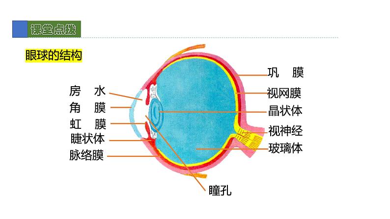 12.2感受器和感觉器官1 课件 北师大版七年级生物下册05