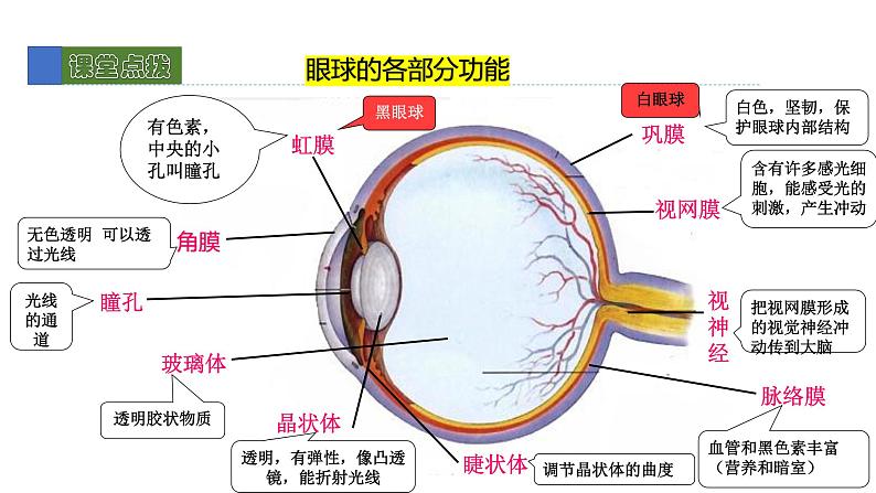 12.2感受器和感觉器官1 课件 北师大版七年级生物下册06