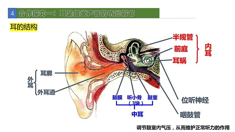 12.2感受器和感觉器官2 课件 北师大版七年级生物下册04