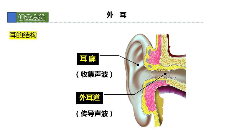 12.2感受器和感觉器官2 课件 北师大版七年级生物下册05