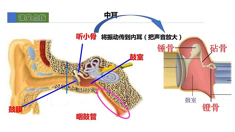 12.2感受器和感觉器官2 课件 北师大版七年级生物下册06