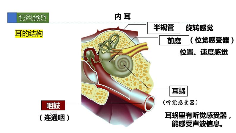 12.2感受器和感觉器官2 课件 北师大版七年级生物下册07