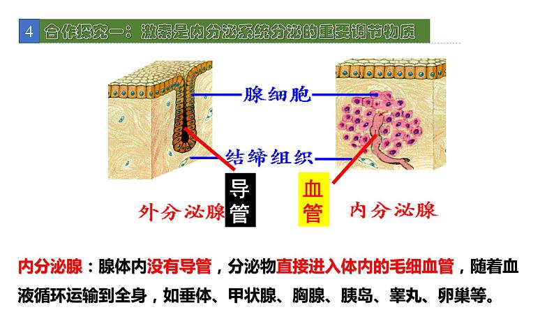 12.3激素调节 课件 北师大版七年级生物下册04