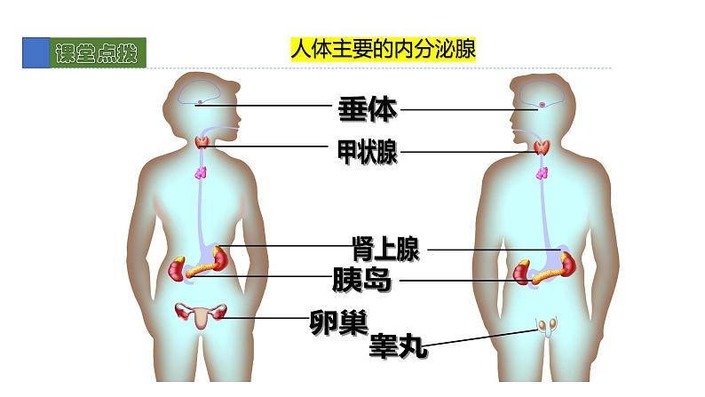 12.3激素调节 课件 北师大版七年级生物下册06