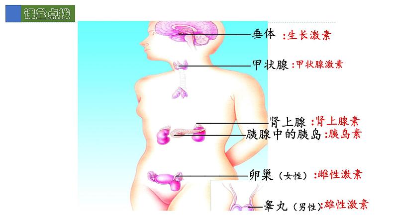 12.3激素调节 课件 北师大版七年级生物下册07