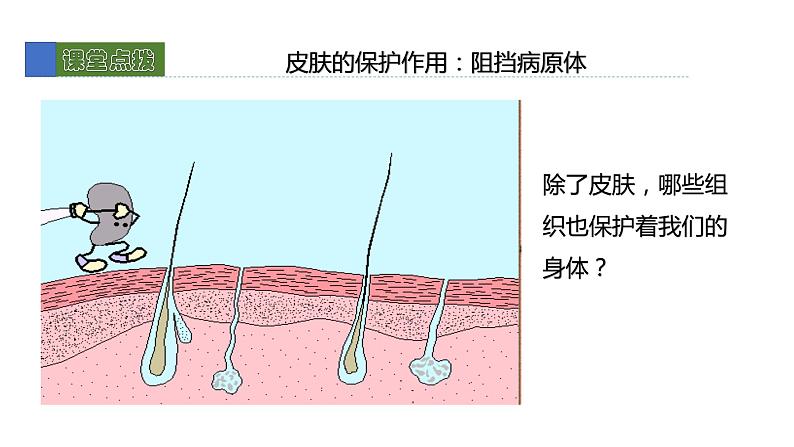 13.3人体免疫 课件 北师大版七年级生物下册第6页