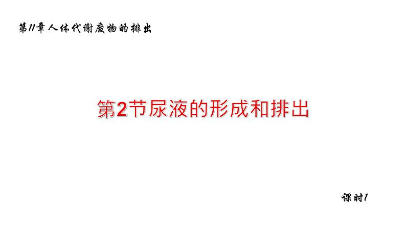 11.2尿的形成与排除1 课件 北师大版七年级生物下册第1页