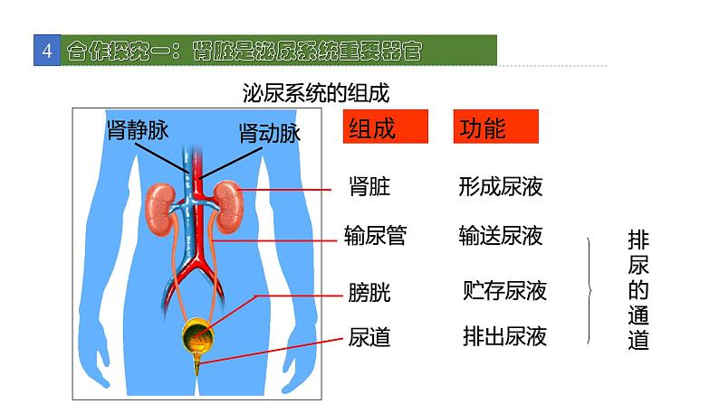 11.2尿的形成与排除1 课件 北师大版七年级生物下册第5页