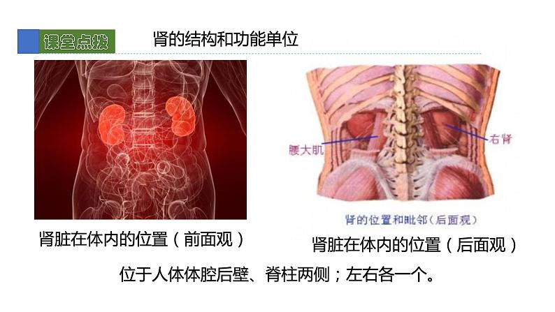 11.2尿的形成与排除1 课件 北师大版七年级生物下册第6页